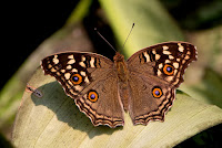 Junonia lemonias