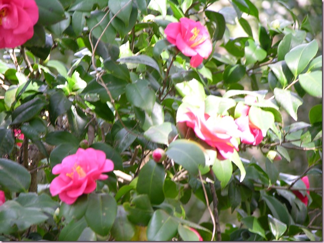 DSCN8276