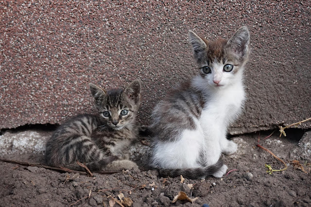 Gatos callejeros vs gatos salvajes cómo detectar la diferencia