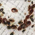 How To Get Rid of Bed Bugs Fast