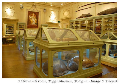 Aldrovandi room, Palazzo Poggi museum, Bologna, Italy - Image by S. Deepak