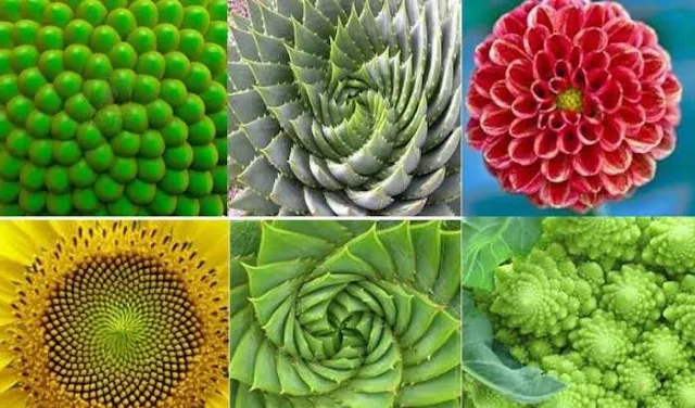 Imagen que muestra el espirales de Fibonacci en plantas