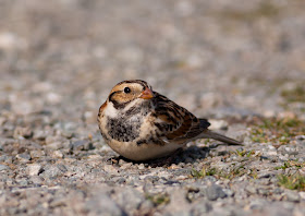 Lapland Bunting, Anglesey