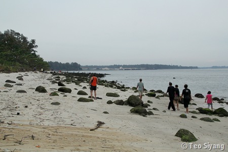 Urban Forest: Otters and disturbing sights at Punggol Beach