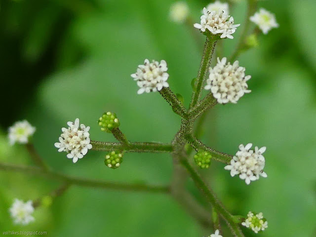 minute white flowers