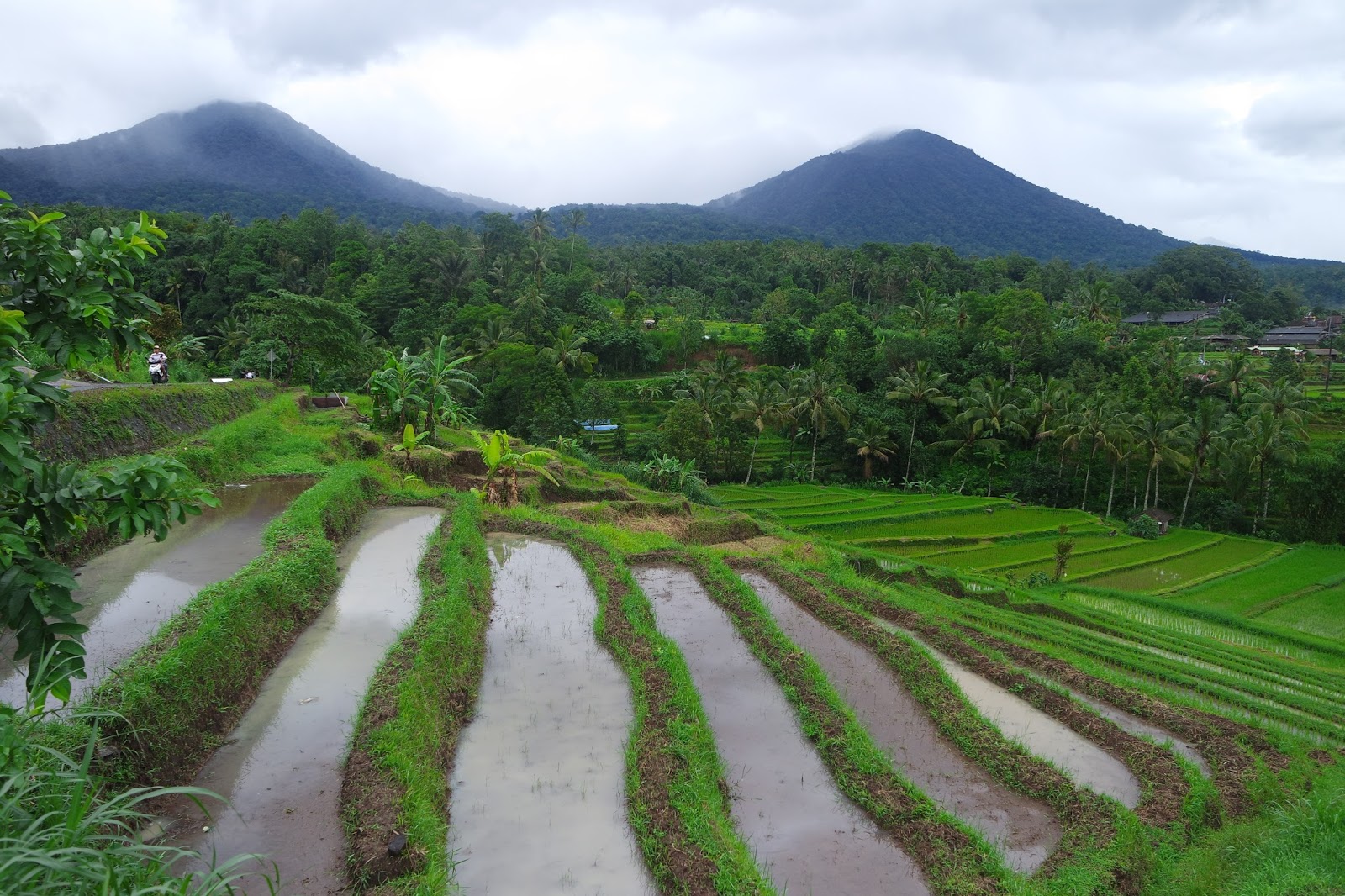Hamparan Sawah Hijau Jatiluwih Bali Travel Diary Hamparan Sawah Hijau Jatiluwih Bali Travel Diary