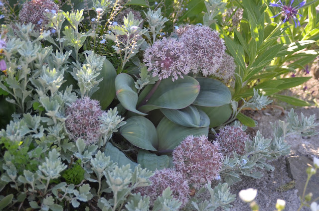 Tanacetum argenteum through Allium karataviense