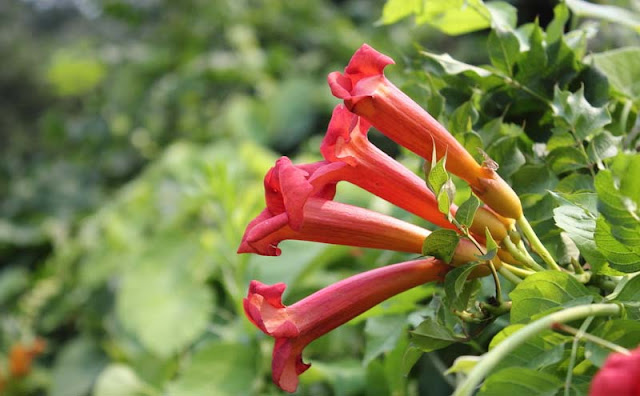 Trumpet Vine Flowers Pictures