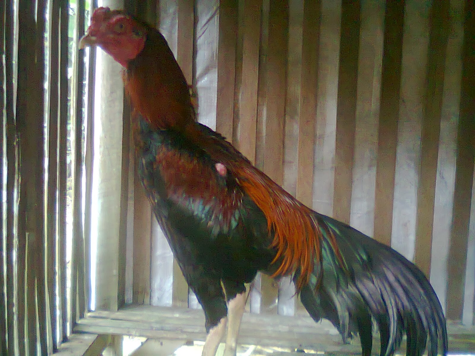  MELATIH AYAM ADUAN  JADI PEMBUNUH Ayam  Bangkok Lampung