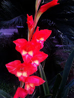 Gladiolus