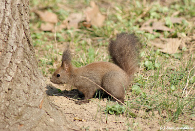 Veverita Sciurus vulgaris Red Squirrel Scoiattolo Écureuilroux Eichhörnchen Európai mókus