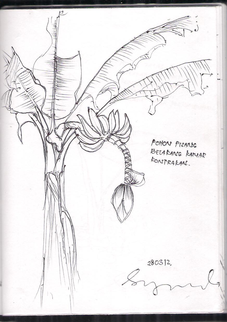 Sketsa Gambar Pohon Pisang Garlerisket