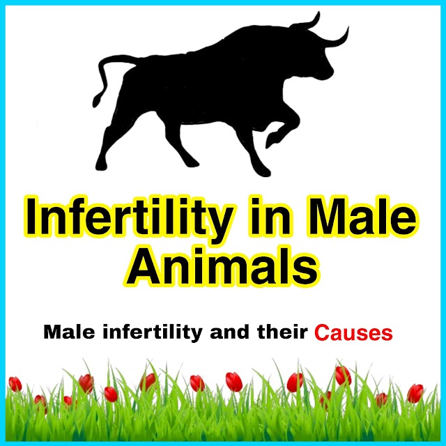 Free Download Infertility in Male Animals Pdf