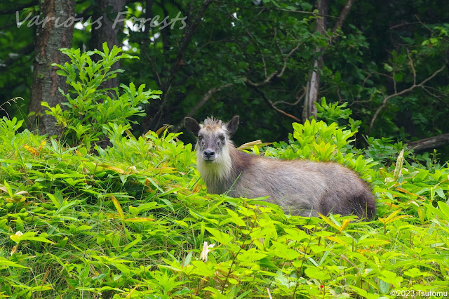 Japanese Serow in Kusatsu