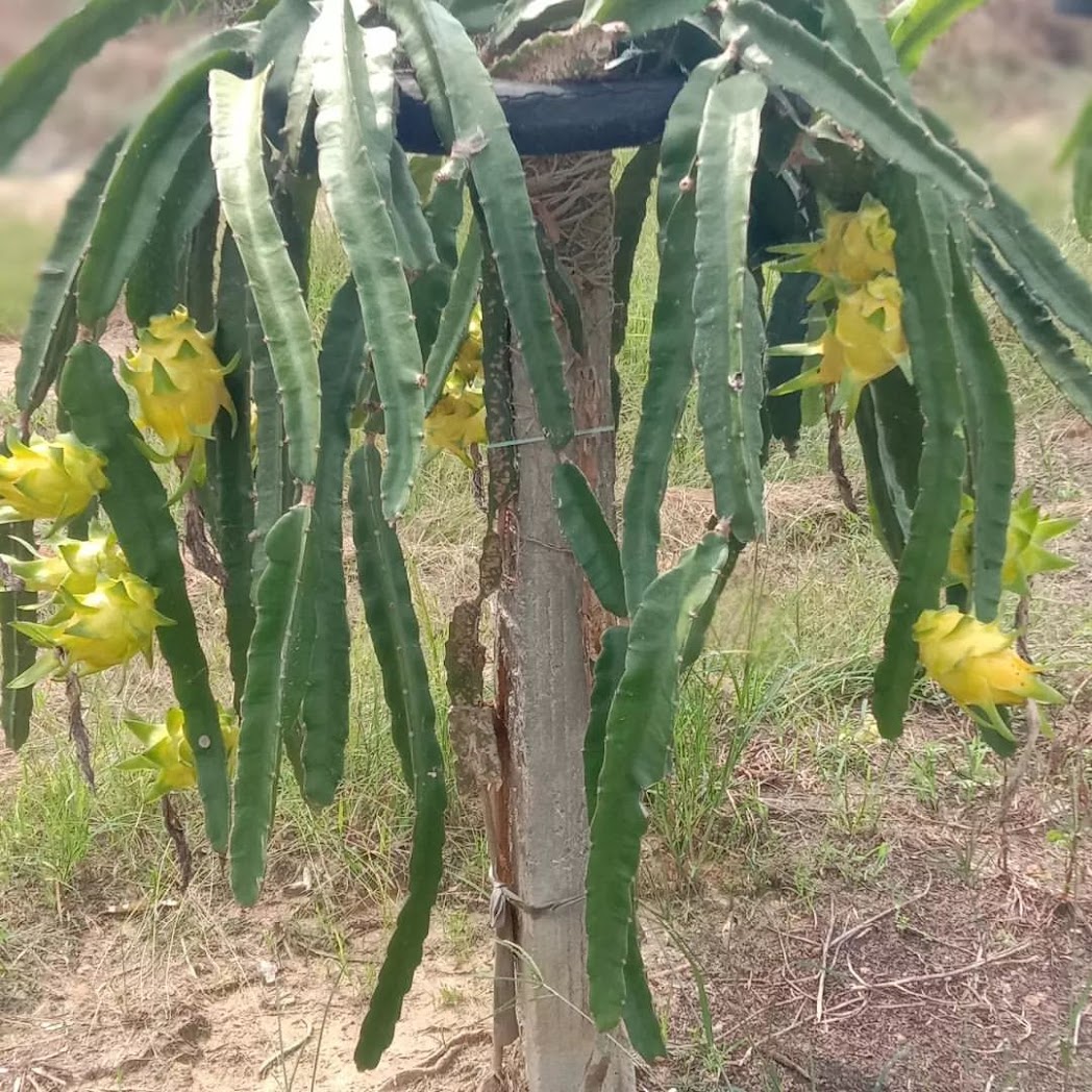 dragon fruit kuning pekanbaru