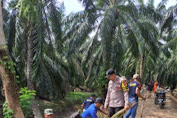 Polsek Bendahara Gotong Royong Tanami Rumput Vetiver Di Tanggul Darurat