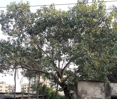 Peepal Tree