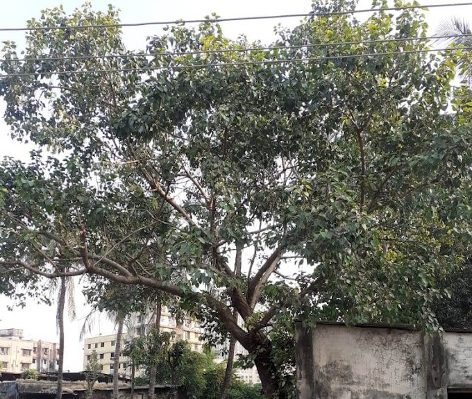 Peepal tree in English | Sacred fig | Pipal tree in English | Peepal plant