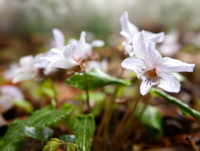 Viola bissetii