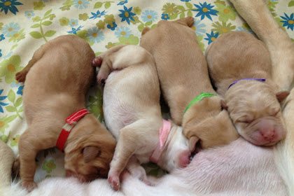 cute puppy litter themes Photograph puppy bums!!!! by darcy evans on
500px #puppiesphotoshoot