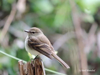 Fuscous Flycatcher