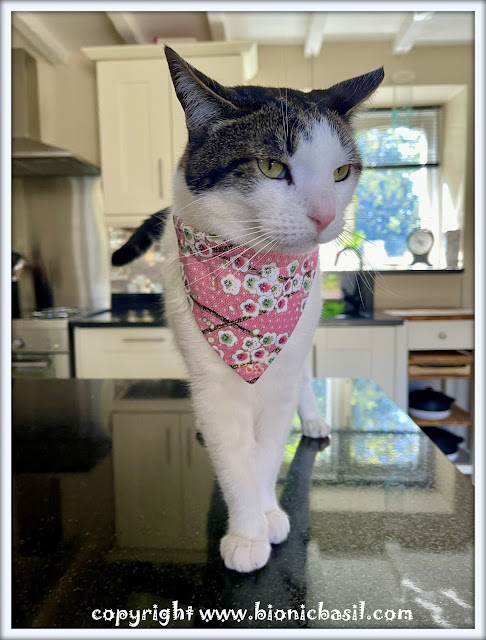 The BBHQ Midweek News Round-Up ©BionicBasil® Melvyn Modelling The White Cherry Blossom Bandana