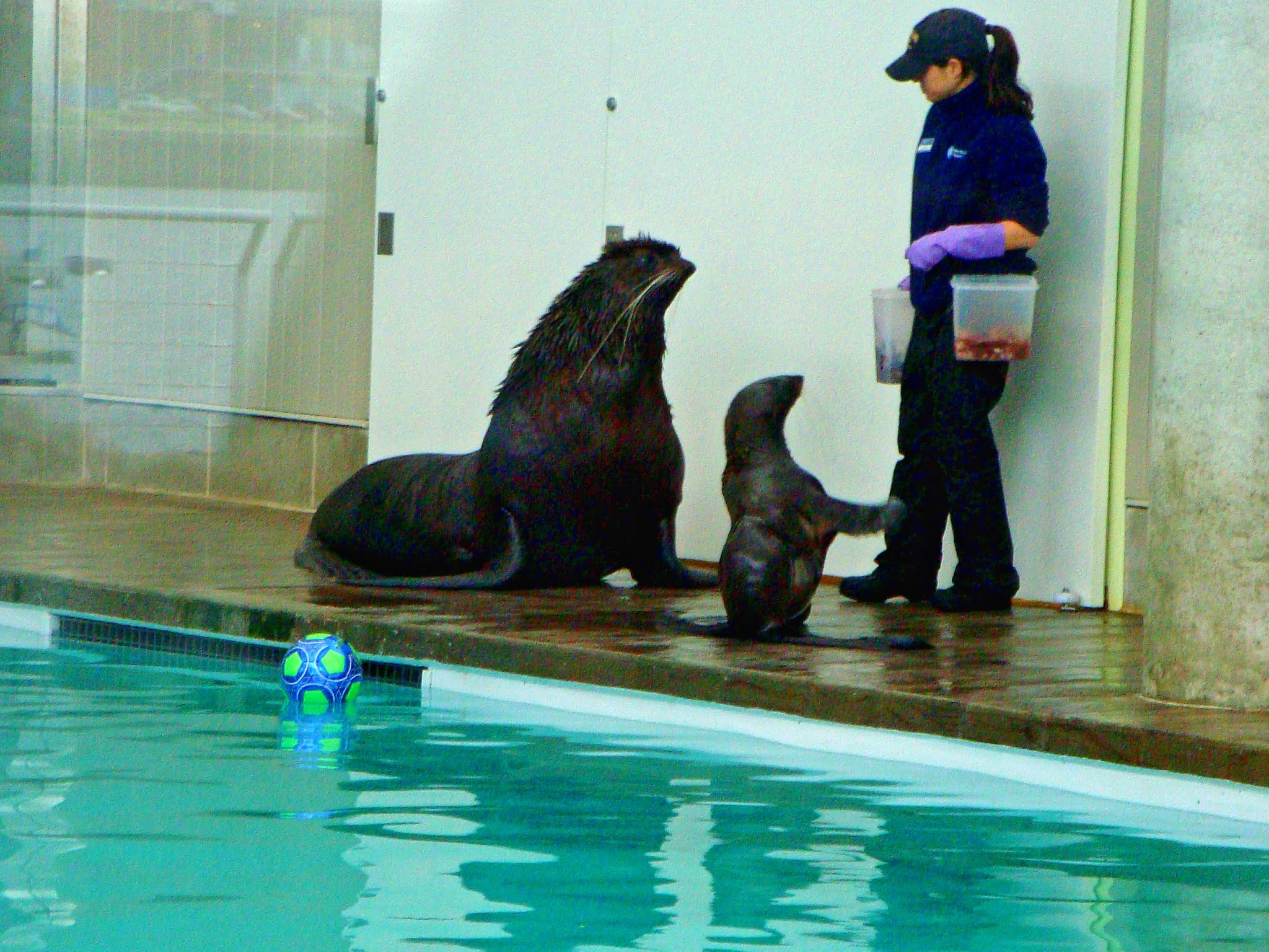 New England Aquarium