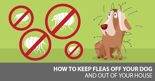 Effective Chemicals For Killing Ticks and Fleas Made Available