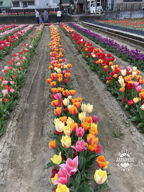 hamura tulips 羽村市