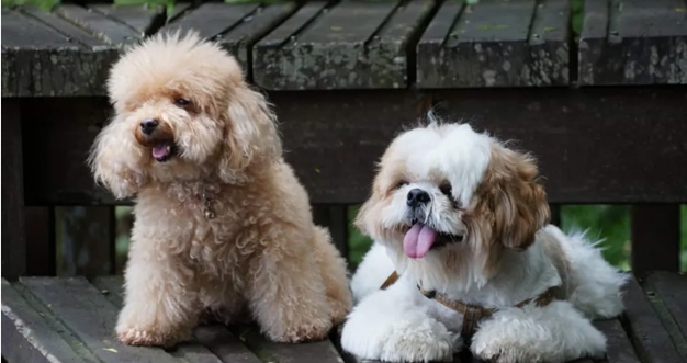 Shih tzu ou poodle? Será que essas raças tem Dificuldade para conviverem Juntos