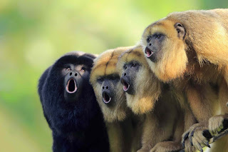 Top 10 Amazing Facts about Howling Monkeys