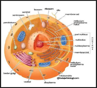  Berikut ini kita akan mengulas ihwal sel Pengertian, Definisi serta Struktur dan Bagian-Bagian Sel Menurut Para Ahli