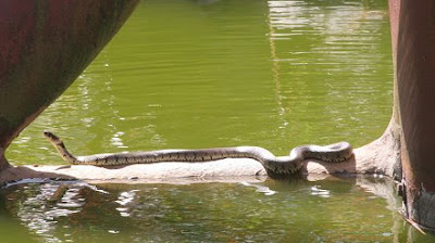 grass snake