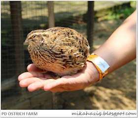 burung PD ostrich farm