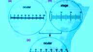 Plant Cell Size Micrometer / plant cells and animal cells : Maybe you would like to learn more about one of these?