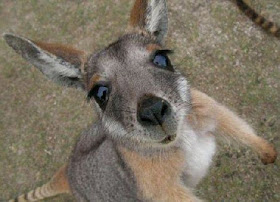 funny animals, kangaroo