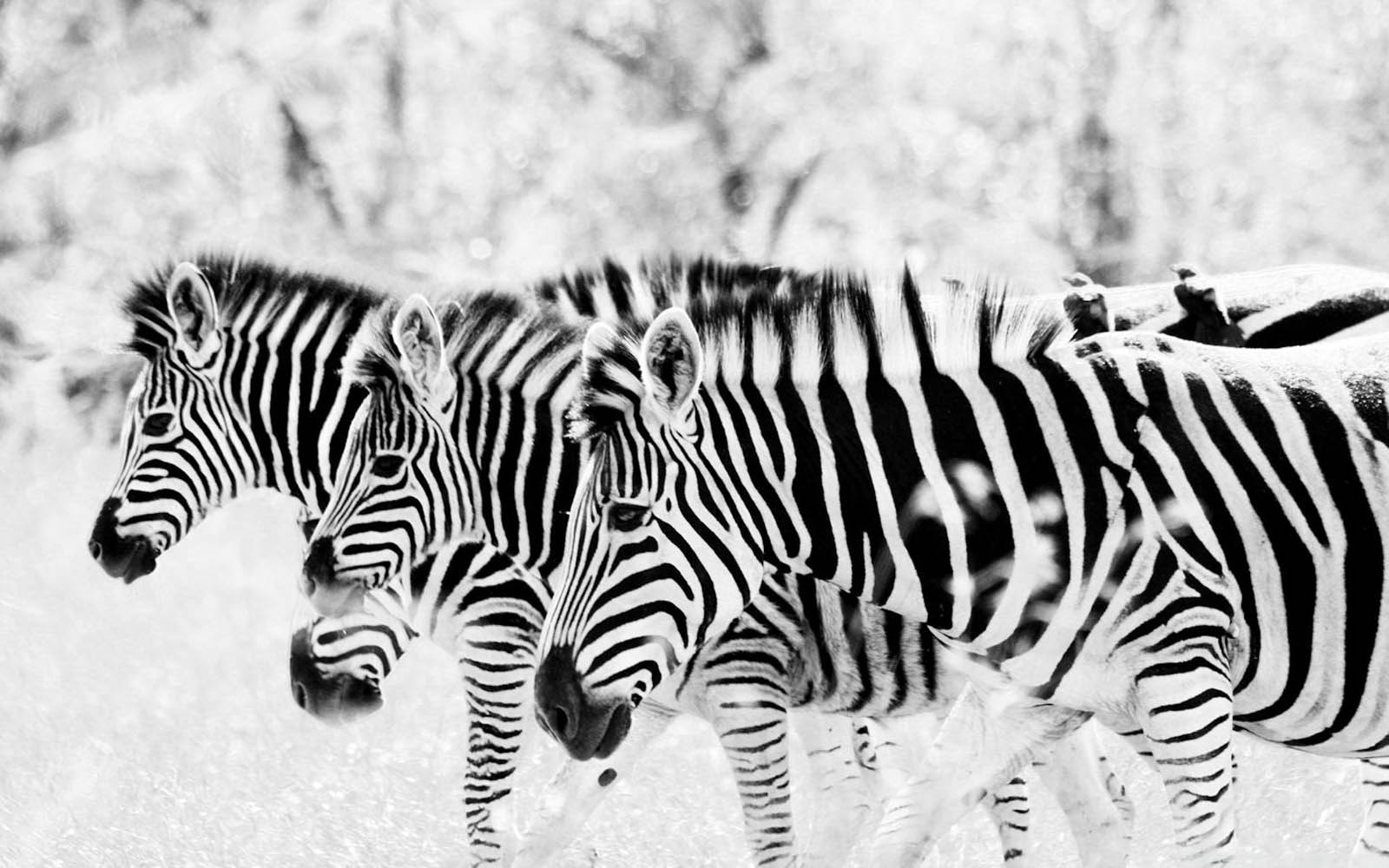 Zebra Wallpapers