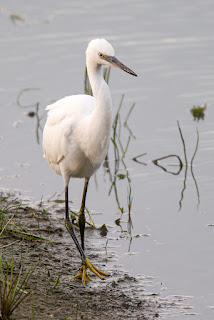 Wildlifefotografie Lippeaue Seidenreiher Olaf Kerber