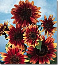 S Indian Blanket