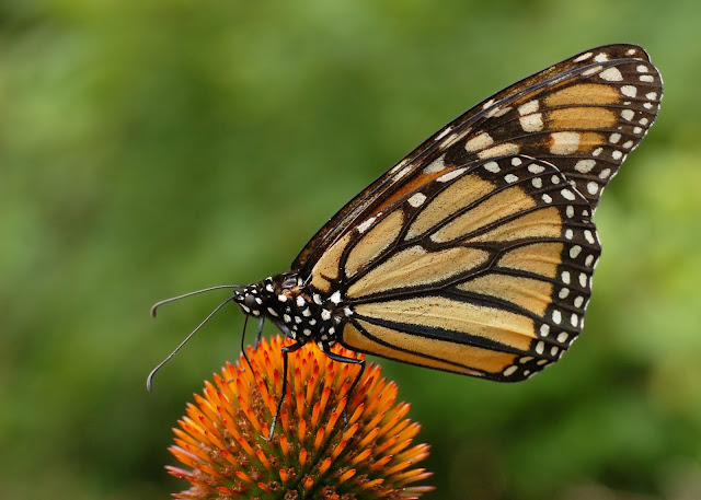 Monarch Butterfly Danaus plexippus on Echinacea purpurea