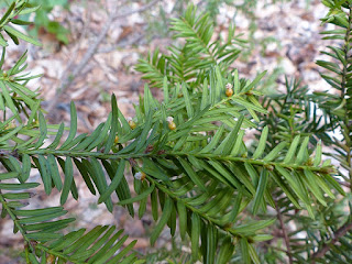 If du Canada - Taxus canadensis