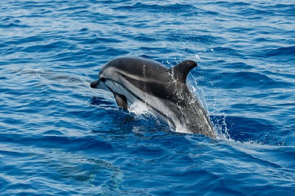Ukraine: la Russie utilise des dauphins pour protéger sa base navale de Sébastopol