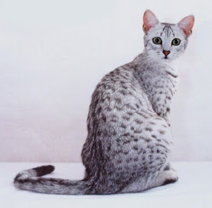 EGYPTIAN MAU cat