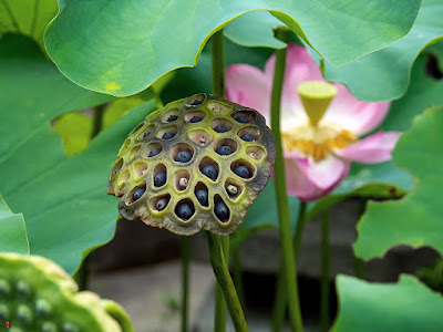 Lotus seeds: Kaizo-ji