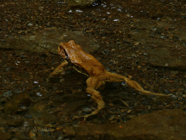 アズマヒキガエル