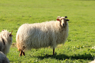 Drents Heideschaap - - Ovis aries ssp