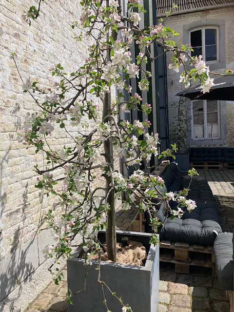 Appelboom bloesem boom kopen prijzen in pot België voor de tuin