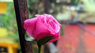 Picture of pink rose