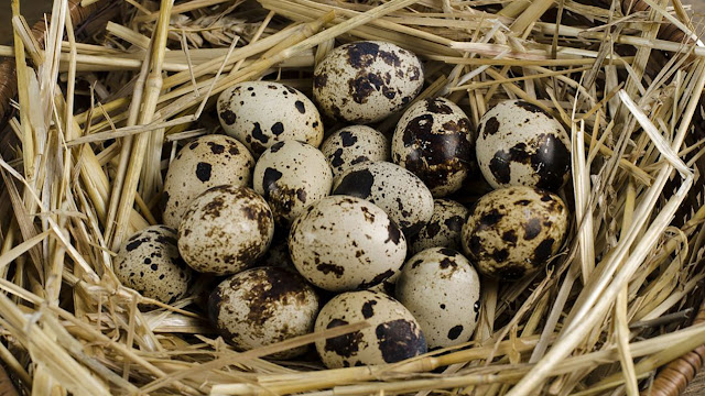 Telur Burung Puyuh