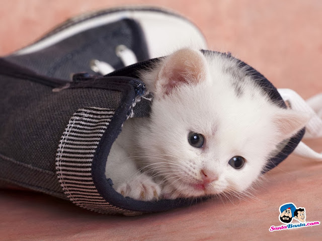 Cute Cats HD Wallpaper Free